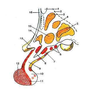 
  Рис. 348. Гипоталамус (hypothalamus; подбугорье) и гипофиз
  (hypophisis) на сагиттальном разрезе. Ядра гипоталамуса. 1-передняя спайка; 
  2-гипоталамическая борозда; 3-околожелу-дочковое ядро; 4-верхнемедиальное ядро; 
  5-заднее ядро; 6-серо-бугорпые ядра; 7-ядро воронки; 8-углубление воронки; 9-ворон-ка 
  гипофиза; 10-задняя доля гипофиза; 1 [-промежуточная доля гипофиза; 12-передняя 
  доля гипофиза; 13-зрительный перекрест; 14-надзрительное ядро (супраоптическое); 
  15-переднее гипоталамическое ядро; 16-терминальная пластинка.
  Fig. 348. Гипоталамус и гипофиз на сагиттальном разрезе.
  Ядра гипоталамуса.
  l-commissura anterior; 2-sulcus hypothalamicus; 3-nucleus paraven-iricularis; 
  4-nucleus medialis superior; 5-nucleus postrior; 6-nuclei tuberalis; 7-nucleus 
  infundibularis; 8-recessus untundibuli; 9-unfundibulum; 10-lobus posterior (hypophisis); 
  11-pars intermedia (hypophisis); 12-lobus anterior (hypophisis); 13-chiasma 
  optica; 14-nucleus supraorbitalis; 15-nucleus anterior hypothalami; 16-lamina 
  terminalis.
  Fig. 348. Hypothalamus and hypophysis (pituatry gland).
  Nuclei of hipotalamus. Sagittal section
  1-anterior commissure; 2-hypothalamic sulcus; 3-paraventricular nucleus; 4-superomedial 
  nucleus; 5-postrior nucleus; 6-tuberal nucleus; 7-infundibular recess; 8-infundibular 
  (arcuate nucleus); 9-infundibulum; l()-postrior lobe (of hypophysis); 11-pars 
  intermedia (of hypophysis); 12-anterior lobe (of hypophysis); 13-optic chiasm; 
  14-supra-optic nucleus; 15-anterior hypothalamic nucleus; 16-terniinal lamina.